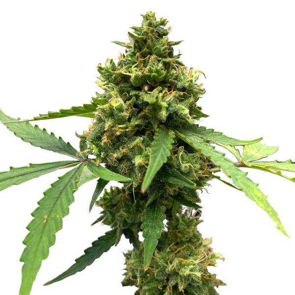 Northern Lights x Big Bud Auto | TanieSianie.pl