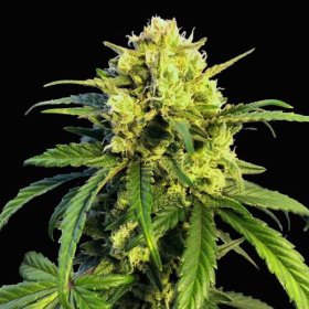 Northern Lights x Mazar Auto | TanieSianie.pl