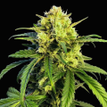 Northern Lights x Mazar Auto