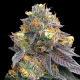 Red Strawberry Banana  Auto | TanieSianie.pl