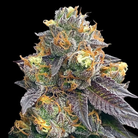 Red Strawberry Banana  Auto | TanieSianie.pl