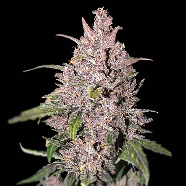 Strawberry Pie Auto | TanieSianie.pl