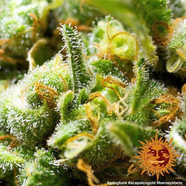 Acapulco Gold - BARNEY’S FARM | TanieSianie.pl