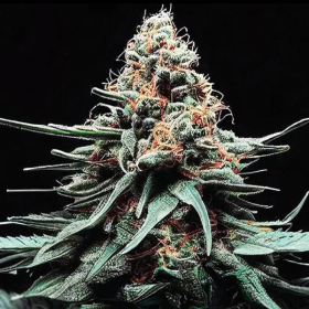 Watermelon Zkittlez Auto | TanieSianie.pl