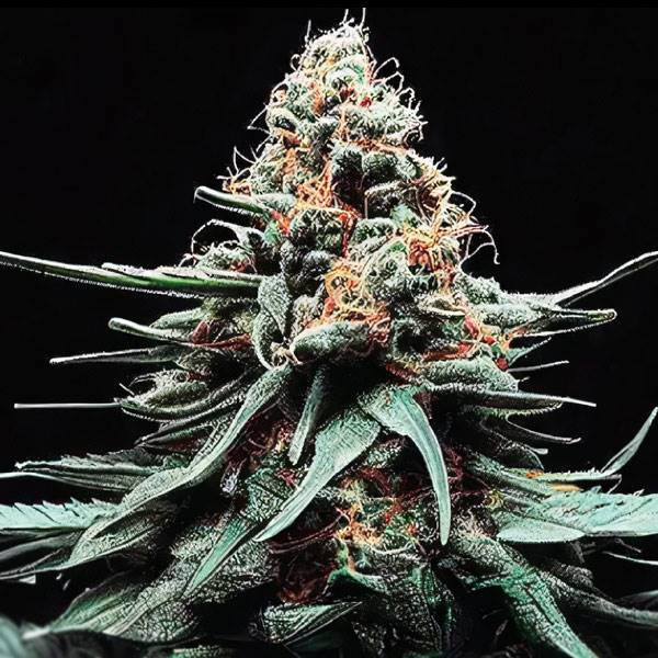 Watermelon Zkittlez Auto | TanieSianie.pl