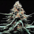 Watermelon Zkittlez Auto