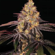Watermelon OG Auto | TanieSianie.pl