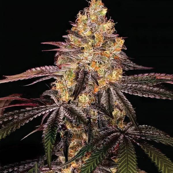 Watermelon OG Auto | TanieSianie.pl