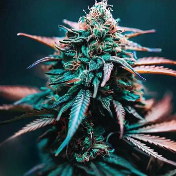 Zkittlez x Gorilla Auto | TanieSianie.pl