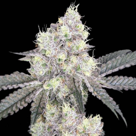 White LSD Auto | TanieSianie.pl