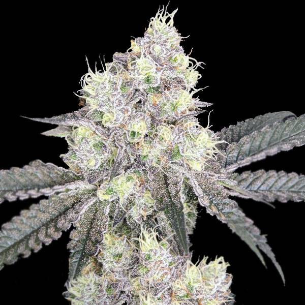 White LSD Auto | TanieSianie.pl