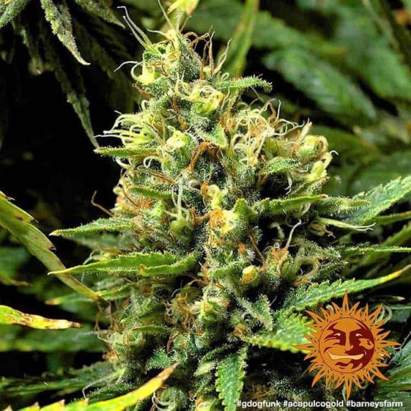 Acapulco Gold - BARNEY’S FARM | TanieSianie.pl