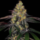 Watermelon Zkittlez Fast Version | TanieSianie.pl