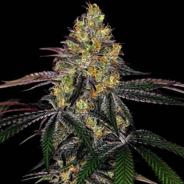 Watermelon Zkittlez Fast Version | TanieSianie.pl