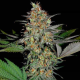 White Widow x AK47 Fast Version | TanieSianie.pl