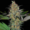 White Widow x AK47 Fast Version