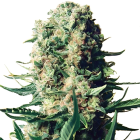 Critical 47 F1 | TanieSianie.pl
