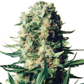 Critical 47 F1