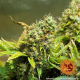 Acapulco Gold - BARNEY’S FARM | TanieSianie.pl