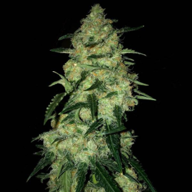 Lemon Kush F1 | TanieSianie.pl