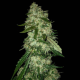 OG Kush F1 | TanieSianie.pl