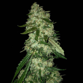 OG Kush F1 | TanieSianie.pl