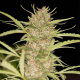 Shaman - DUTCH PASSION | TanieSianie.pl