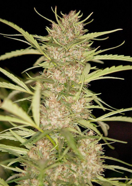 Shaman - DUTCH PASSION | TanieSianie.pl
