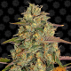 Amnesia Lemon - BARNEY’S FARM | TanieSianie.pl