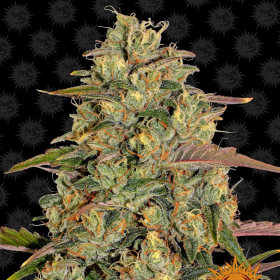 Amnesia Lemon - BARNEY’S FARM | TanieSianie.pl