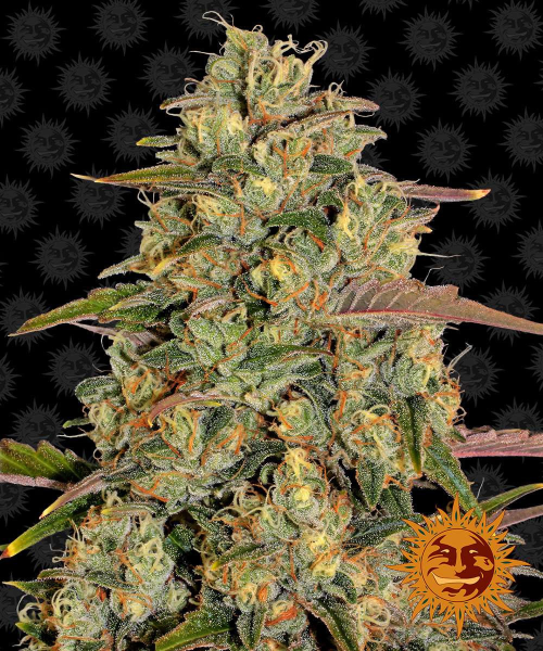 Amnesia Lemon - BARNEY’S FARM | TanieSianie.pl