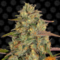 Amnesia Lemon - BARNEY’S FARM