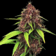 Purple Kush F1 | TanieSianie.pl