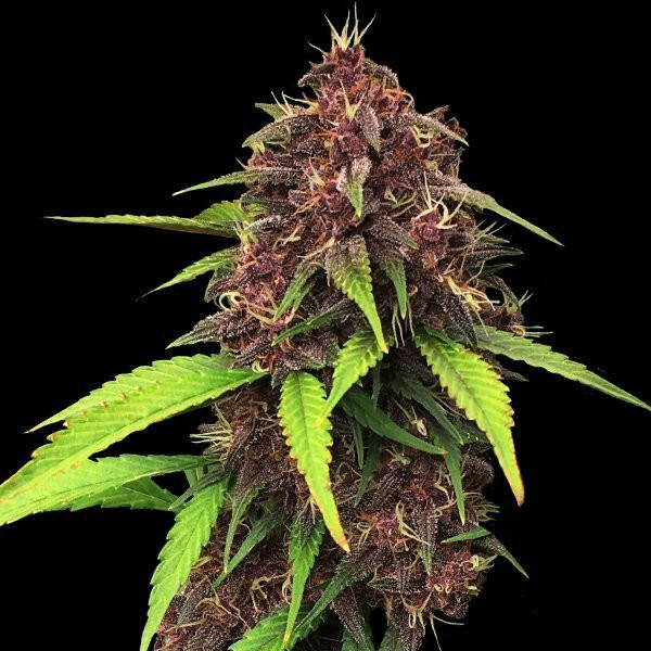 Purple Kush F1 | TanieSianie.pl