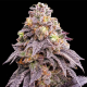 Purple Punch F1 | TanieSianie.pl