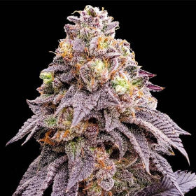 Purple Punch F1 | TanieSianie.pl