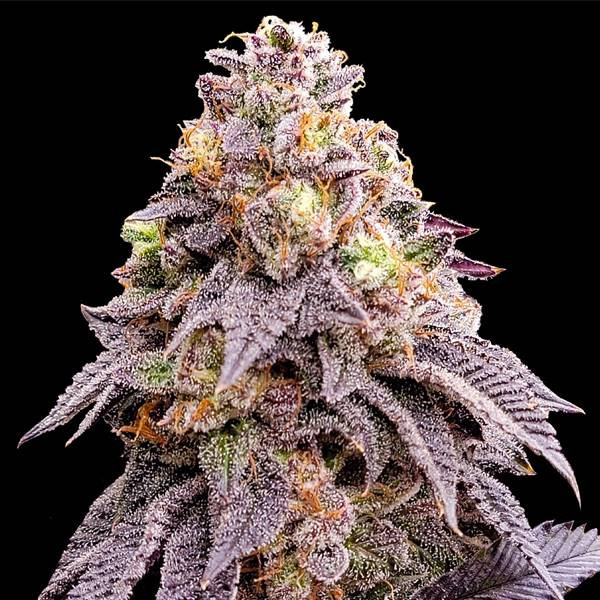 Purple Punch F1 | TanieSianie.pl