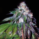 Sour Mac F1 | TanieSianie.pl