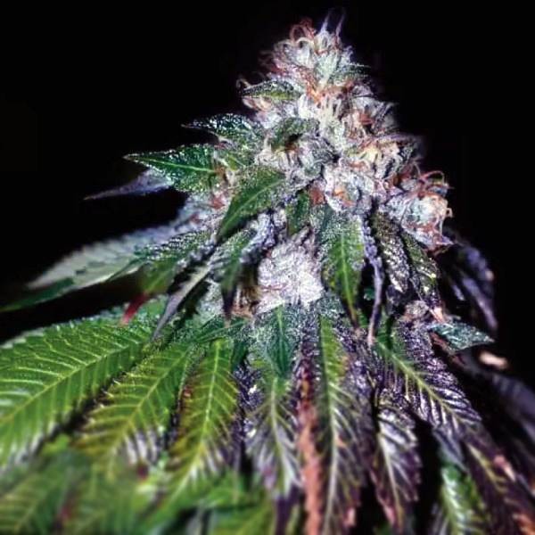 Sour Mac F1 | TanieSianie.pl