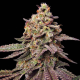Watermelon F1 | TanieSianie.pl