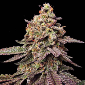 Watermelon F1 | TanieSianie.pl