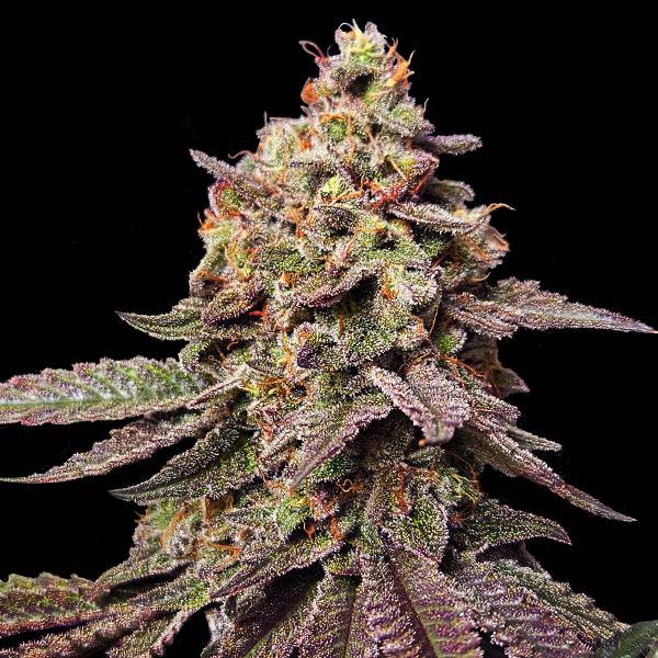 Watermelon F1 | TanieSianie.pl