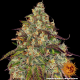 Amnesia Lemon - BARNEY’S FARM | TanieSianie.pl