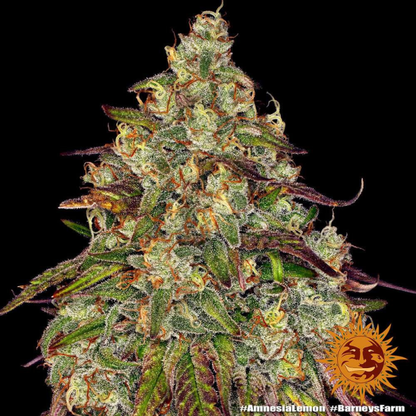 Amnesia Lemon - BARNEY’S FARM | TanieSianie.pl