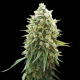 White Russian F1 | TanieSianie.pl
