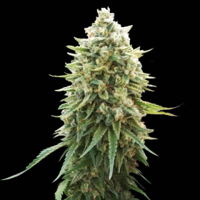 White Russian F1 | TanieSianie.pl