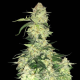 White Widow F1 | TanieSianie.pl