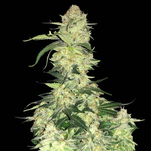 White Widow F1 | TanieSianie.pl
