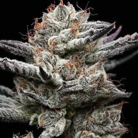 Black Cherry Gushers - BARNEY'S FARM | TanieSianie.pl