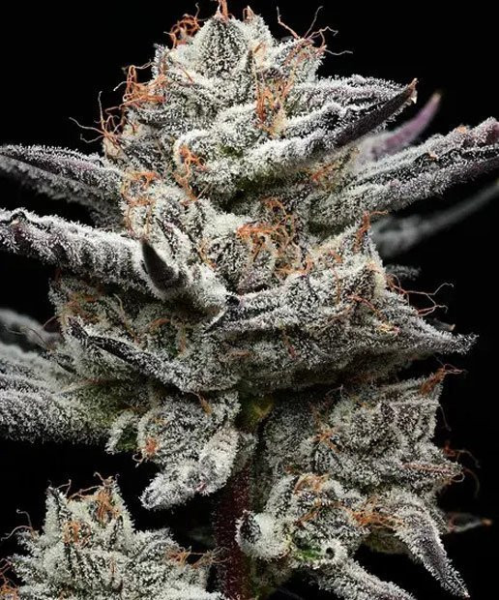 Black Cherry Gushers - BARNEY'S FARM | TanieSianie.pl
